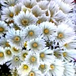 Delosperma ´WHITE NUGGET´, kont. 0,5l