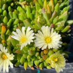 Delosperma ´WHITE NUGGET´, kont. 0,5l