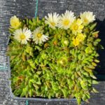 Delosperma ´WHITE NUGGET´, kont. 0,5l