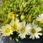 Delosperma ´WHITE NUGGET´, kont. 0,5l