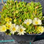 Delosperma ´WHITE NUGGET´, kont. 0,5l