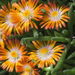 Delosperma 'JEWELL OF DESERT TOPAZ', kont. 0,5L