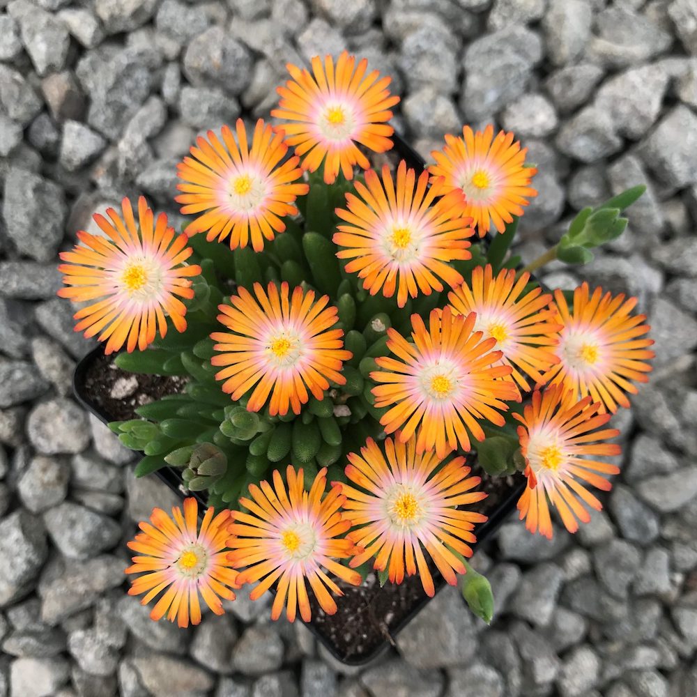 Delosperma 'JEWELL OF DESERT TOPAZ', kont. 0,5L