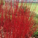 Drieň biely ´SIBIRICA´, 30-40cm, kont. 5l