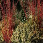 Drieň biely ´SIBIRICA´