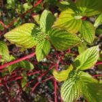 Drieň biely ´SIBIRICA´