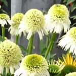 Echinacea 'DELICIOUS NOUGAT', kont. 0,5l