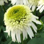 Echinacea 'DELICIOUS NOUGAT', kont. 0,5l