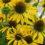 Echinacea 'FOUNTAIN YELLOW', kont. 0,5l