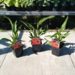 Echinacea 'HOT PAPAYA', kont. 0,5 l