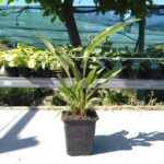 Echinacea 'HOT PAPAYA', kont. 0,5 l