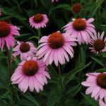 Echinacea purpurea ´BRIGHT ROSE´, kont.K9