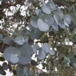 Eucalyptus GUNNI, 1/4 kmeň, kont. 5l
