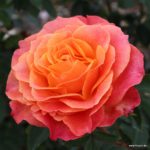 Ruža veľkokvetá 'BETTER TIMES ®', Kordes, kont. 2 l