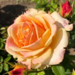 Ruža veľkokvetá 'BETTER TIMES ®', Kordes, kont. 2 l