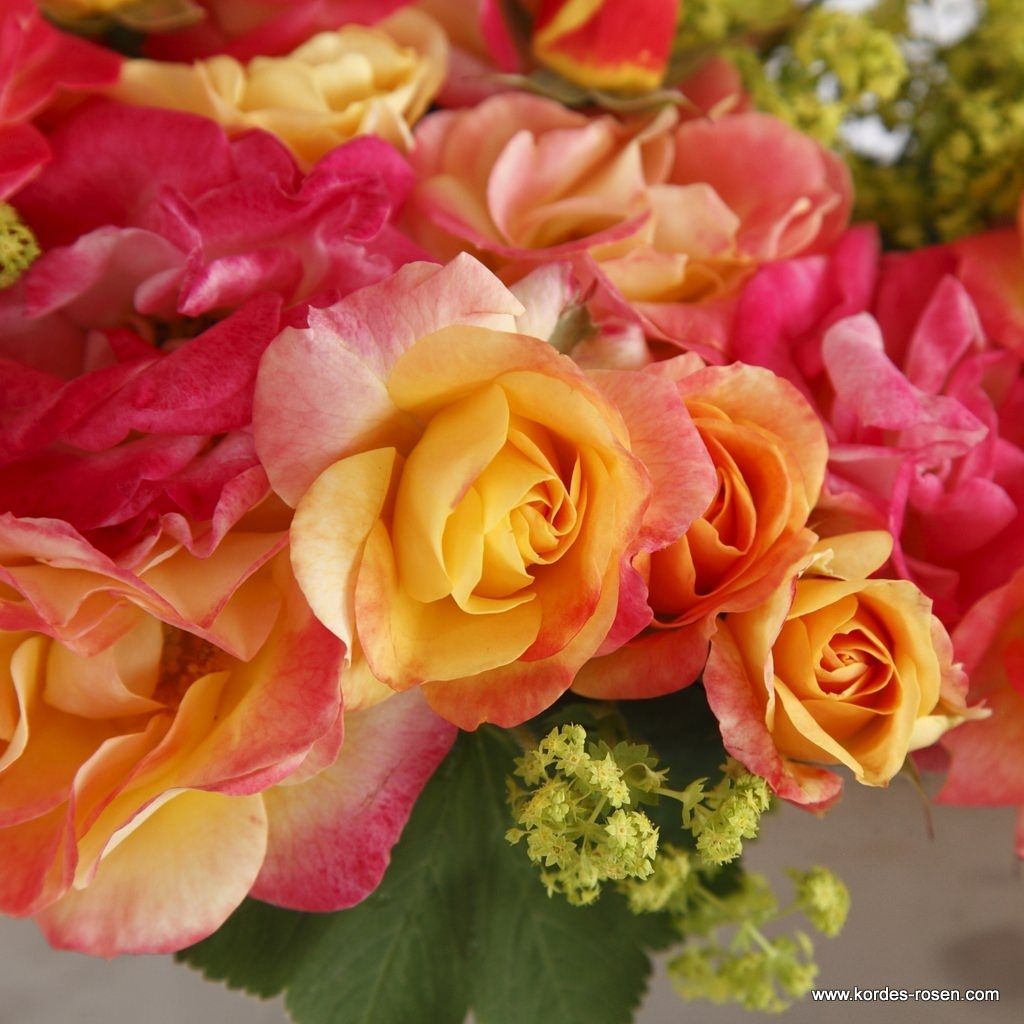 FIREBIRD® ruža mnohokvetá, KORDES, kont. 2l