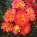 FIREBIRD® ruža mnohokvetá, KORDES, kont. 2l