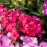 Flox metlinatý ´EARLY RED´, kont. 1l