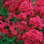Flox metlinatý ´EARLY RED´, kont. 1l