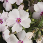 Flox šidlolistý 'AMAZING GRACE', kont.0,5l