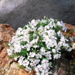 Flox šidlolistý 'AMAZING GRACE', kont.0,5l