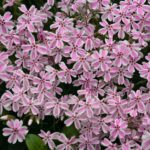 Flox šidlolistý ´CANDY STRIPES´, kont. 0,5l