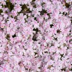 Flox šidlolistý ´CANDY STRIPES´, kont. 0,5l