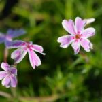 Flox šidlolistý ´CANDY STRIPES´, kont. 0,5l