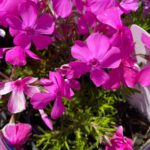 Flox šidlolistý 'MCDANIELS CUSION', kont.0,5l