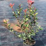 Fotínia Fraserova 'ROBUSTA COMPACTA', kont. 3l