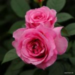 Ruža mnohokvetá 'FRÄULEIN MARIA', na kmienku, kont. 5l