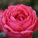 GARTENPRINZESSIN MARIE- JOSÉ, ruža mnohokvetá PARFUMA, kont. 2l