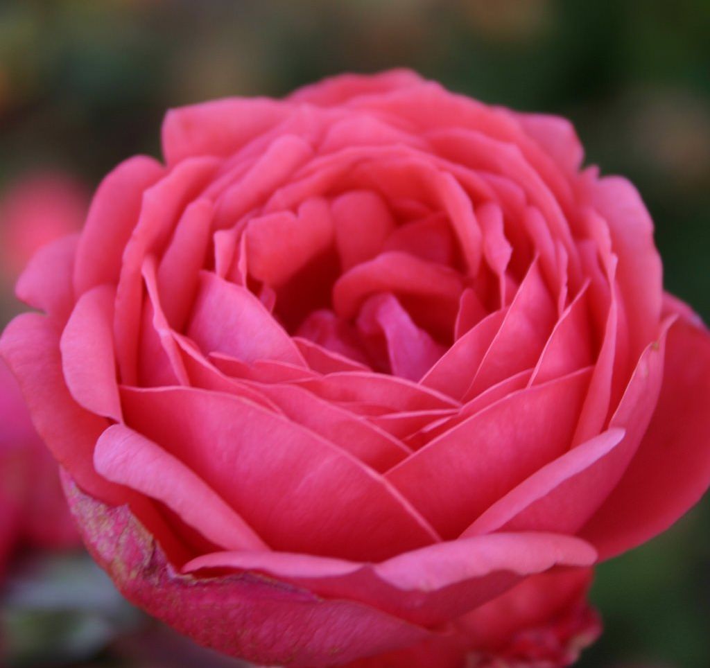 GARTENPRINZESSIN MARIE- JOSÉ, ruža mnohokvetá PARFUMA, kont. 2l