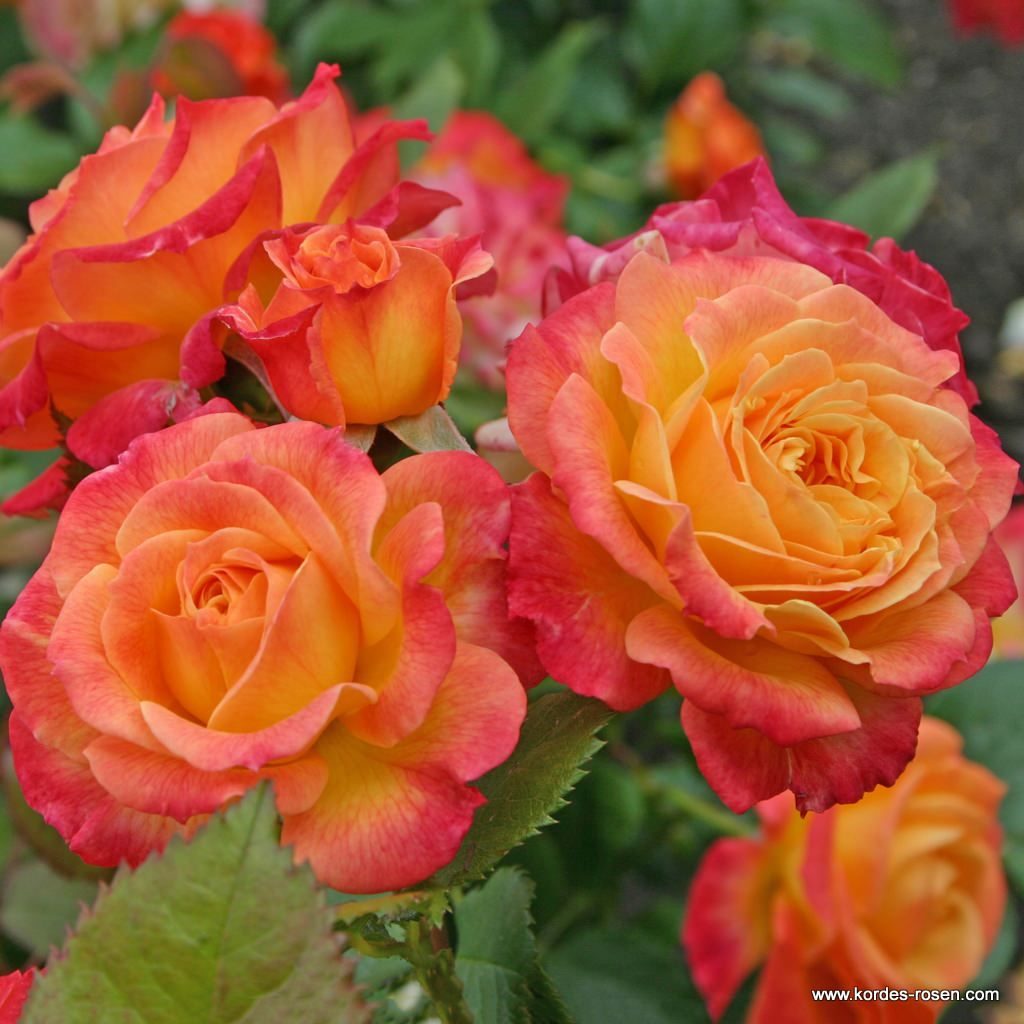Ruža mnohokvetá ‘Gartenspaß®‘, KORDES, kont. 2l