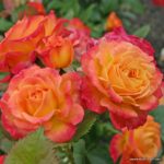 Ruža mnohokvetá ‘Gartenspaß®‘, KORDES, kont. 2l
