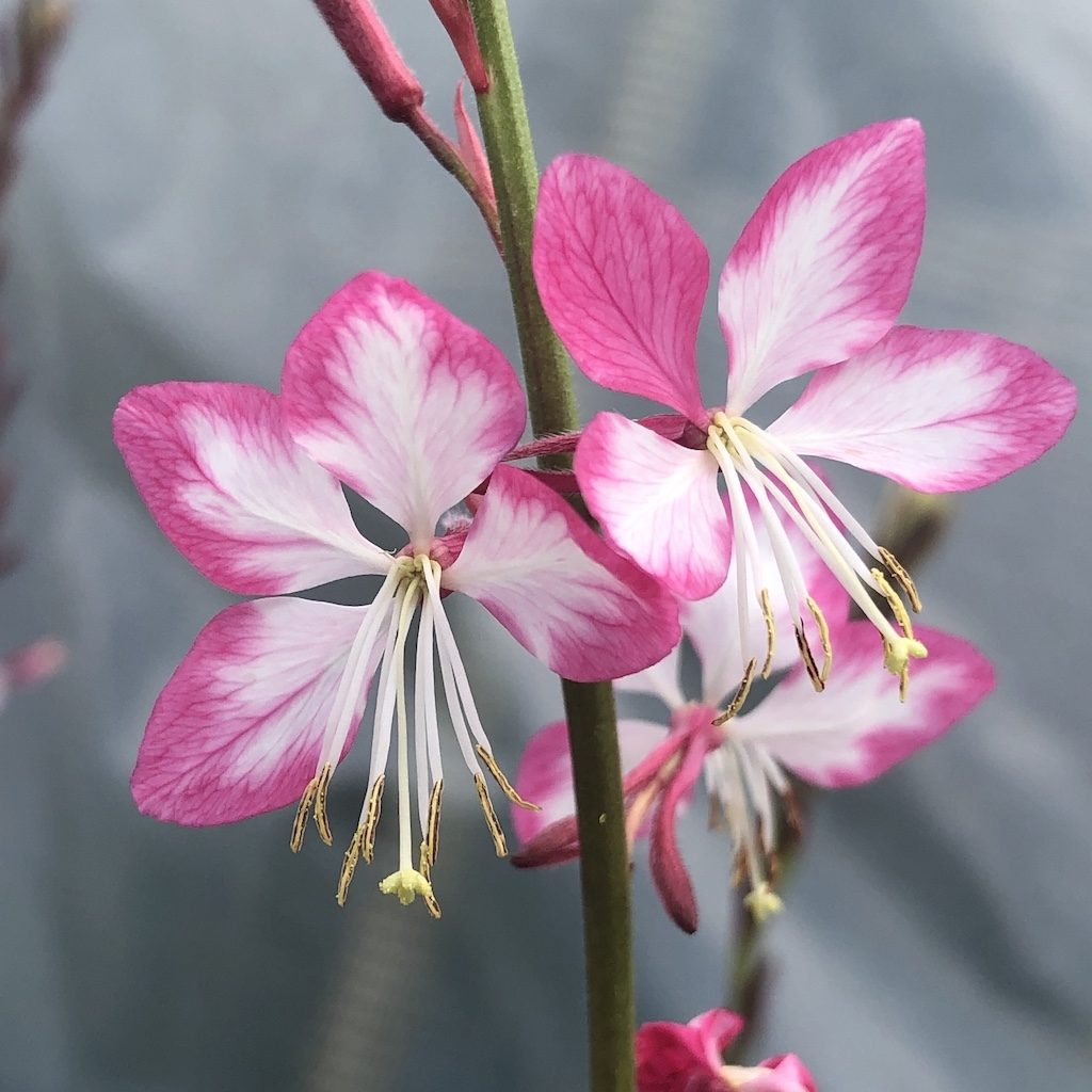 Gaura lindheimeri 'ROSY JANE', kont. 1 l
