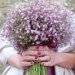 Gypsomilka ( Nevestin závoj) ´Pink Festival´, Gypsophila paniculata ´Pink Festival´,kont.1l