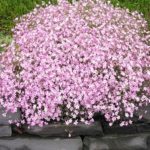 Gypsomilka ( Nevestin závoj) ´Pink Festival´, Gypsophila paniculata ´Pink Festival´,kont.1l
