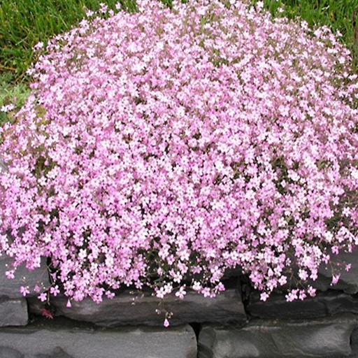 Gypsomilka ( Nevestin závoj) ´Pink Festival´, Gypsophila paniculata ´Pink Festival´,kont.1l