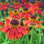 Helénium hybridné 'MOERHEIM BEAUTY', kont. 1l