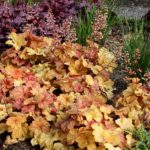 Heuchera 'CHAMPAGNE' , kont. 0,5 l