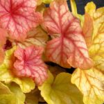 Heuchera 'CHAMPAGNE' , kont. 0,5 l