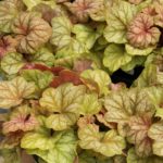 Heuchera 'CHAMPAGNE' , kont. 0,5 l