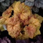 Heuchera 'CHAMPAGNE' , kont. 0,5 l