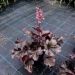 Heuchera hybridná BELLA NOTE, kont. 1l