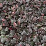Heuchera hybridná BELLA NOTE, kont. 1l