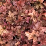 Heuchera 'PAPRIKA', kont. 1l