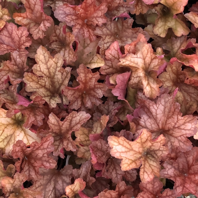Heuchera 'PAPRIKA', kont. 1l