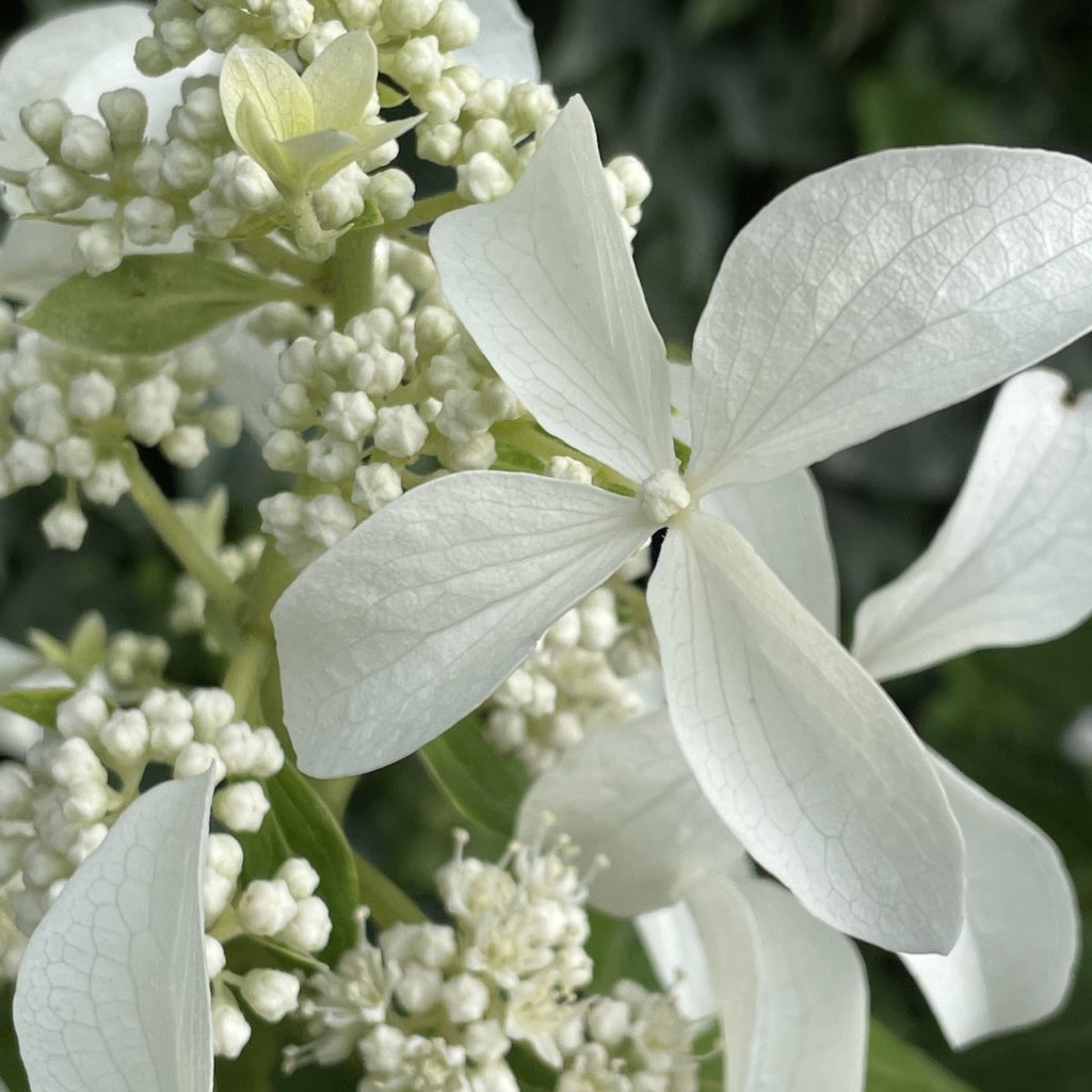 Hortenzia metlinatá 'GREAT STAR', 60-70 cm, kont. 7,5 l