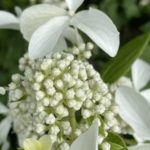 Hortenzia metlinatá 'GREAT STAR', 60-70 cm, kont. 7,5 l